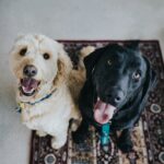 Unbelievable Emotional And Mental Benefits of Owning a Pet