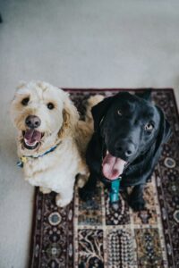 Read more about the article Unbelievable Emotional And Mental Benefits of Owning a Pet